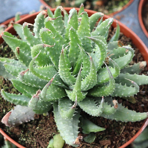 Mix Aloe Crasas Suculentas Brevifolia Black Juvenna White 4