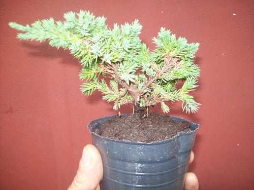 Junipero Sonare (Procumbens Nana) Ideal Bonsai - Arbol Hermano 0