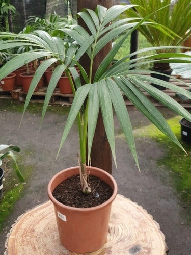 Palmera Kentia !! 1