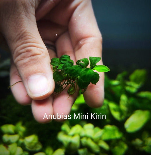 Anubias Barteri Var Nana Mini 2