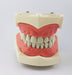 Prodent Fixed Dental Model for Teaching Brushing 0