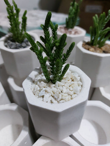 Souvenir Suculenta Cactus Maceta Yeso 5x5 Cumple Evento X10u 1