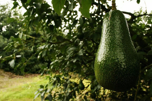 Árbol De Palta Hass Injertado Combo X 3 Unidades 7