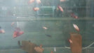 Bettas Hembras Juveniles 1