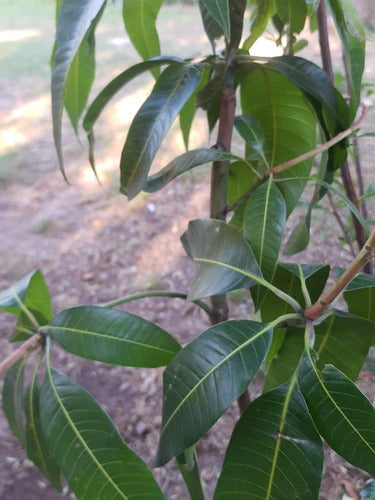 Grafted Mango Tree 8