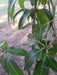 Grafted Mango Tree 8