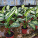 Dieffenbachia Tropic Snow P17 1