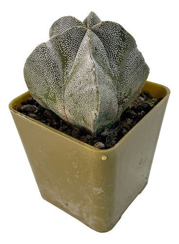 Cactus Suculenta Astrophytum Coleccion Variados 0