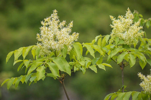 Fresno De Adorno, De Flor ( Fraxinus Ornus ) Árboles 3