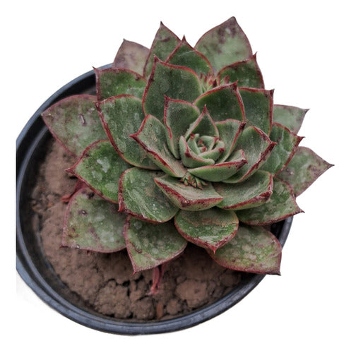 Echeveria Agavoides Suculenta De Colección 0