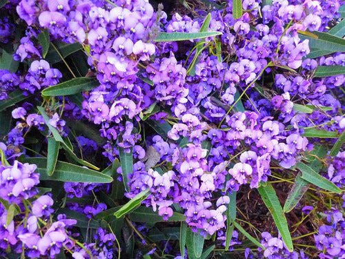 Hardenbergia Violácea , Trepadora Flores Violetas ! 3