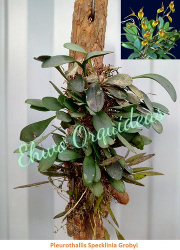 Oferta Combo 3 Orquideas Nativas + Fertilizante De Regalo 6