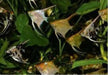 Acuario Xipho!!! Tropical Fish for Community Tanks 0