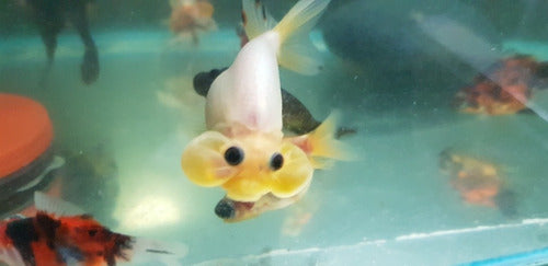 Bubble Fish 1