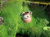 Soleirolia Soleirola Ground Cover Plant in Blown Pot N12 2