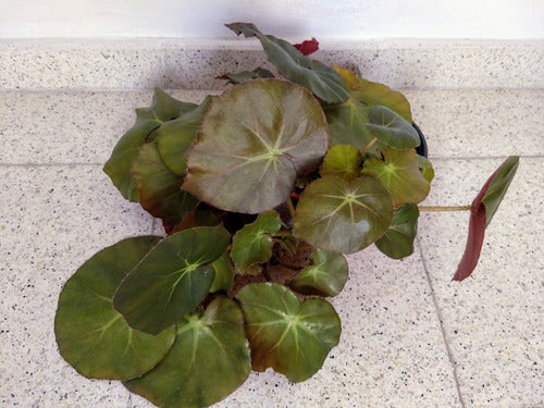 Begonia Erythrophylla 1