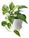 Potus Plantas De Interior C/maceta Premium Plato 0