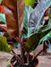 Philodendron Black - Filodendros 5