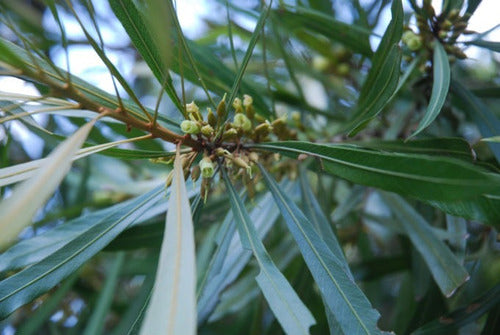 Mataojos Pouteria Salicifolia Arbol Nativo 1