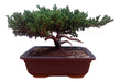 Bonsai Juniprerus Procumber 0