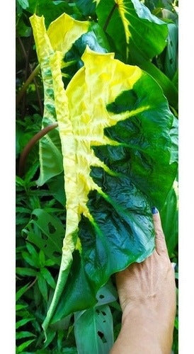 Colocasia White Lava 1