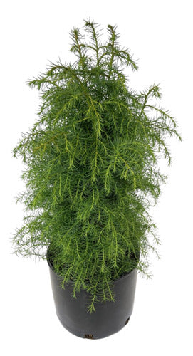 Cryptomeria Japónica ( Cedro Del Japón ) 0