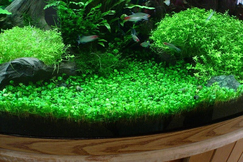 Marsilea Crenata Aquarium Plant 1