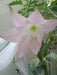 Crino Planta Crinum Blanco 5