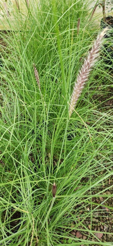 Pennisetum Fuzzy Ornamental Grass! 5