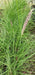 Pennisetum Fuzzy Ornamental Grass! 5