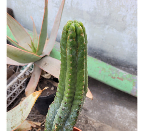 Cactus Trichocereus Pachanoi Grande 45cm 2