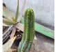 Cactus Trichocereus Pachanoi Grande 45cm 2