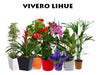 VIVERO LIHUE Geranio X 5 Unidades 3