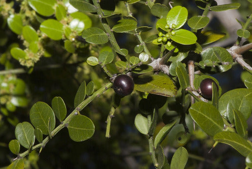 Coronillo : Arbol Nativo - Atrae Mariposa Bandera Argentina 0