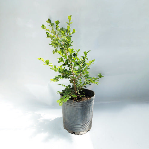 Planta Buxus 3l Arbusto Cerco Vivo Greenonline Vivero 1