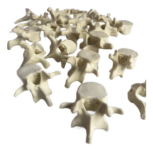 Pack De Vertebras Humanas (cervicales Toraxicas Y Lumbares) 0