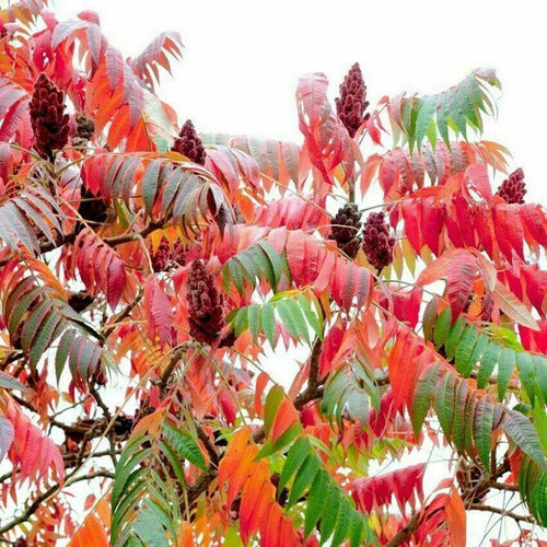 Rhus Typhina, Hermoso Follaje Colorado En Otoño 0