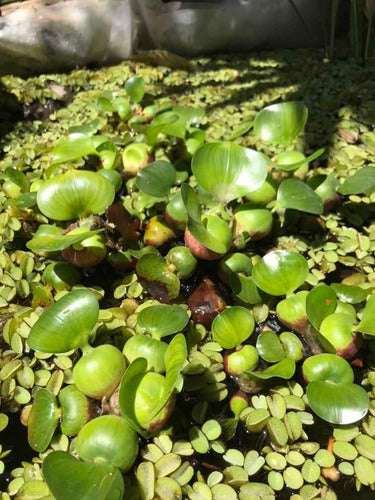 Floating Aquatic Plants 1