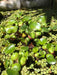 Floating Aquatic Plants 1