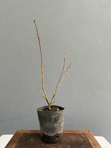 Plantin Acer Palmatum Japones Momiji!! 4 Años Ramificados!! 3