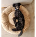 Randy.pets Moses Antistress Pet Bed 70 cm Super Filled 4