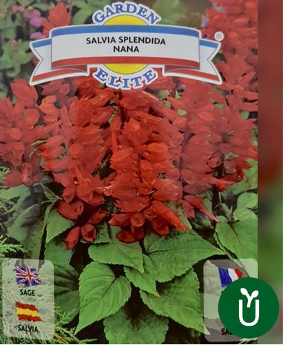 Semillas Flores - Salvia Roja - Envíos 0