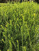 Melaleuca Live Fence - Free Delivery in AMBA 1