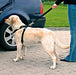 Lyon Pet Medium Dog Harness with Seat Belt 6