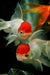 Goldfish Red Cup Small Aquatic World Offer 2