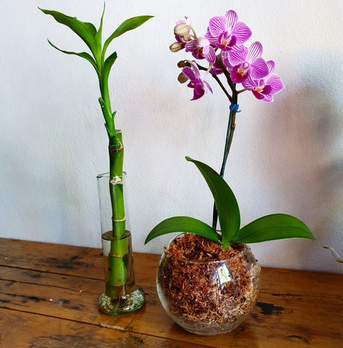 Orquideas Phalaenopsis Baby En Maceta De Vidrio 4