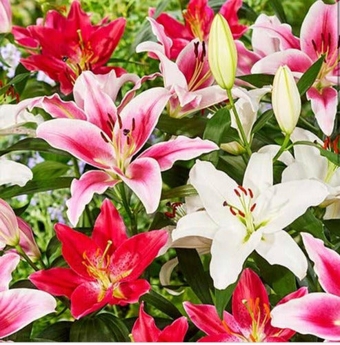 Plantas De Liliums Orientales Y Mix . Gladiolos Fiorentinos 0