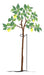 Elevate Garden Iron Rulo Support Stake for Oxidizing 1