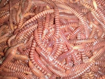 Red Wigglers 700 Count + Packaging 0