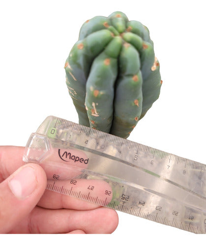 Cactus Trichocereus Pachanoi Grande 45cm 1